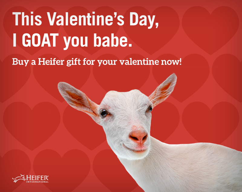 Share graphic that has a photo of a goat in front of some hearts and the heading "This Valentine's Day, I goat you babe."