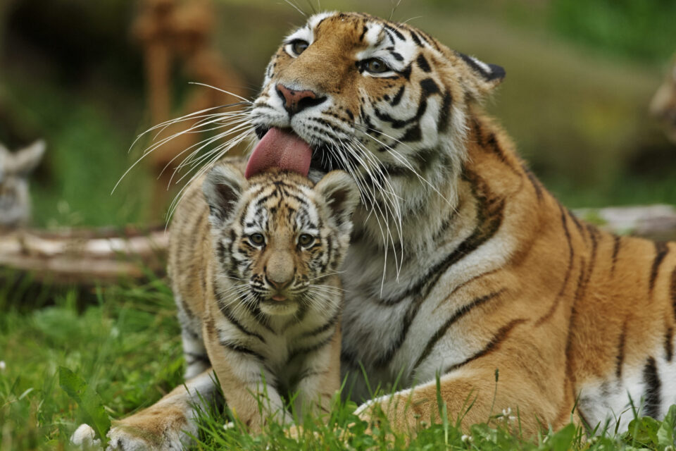 Siberian / Amur tiger (Panthera tigris altaica), mother and cub.

Photo taken at Nordens Ark, a zoo with program for rearing and re-release of endangered and native species.